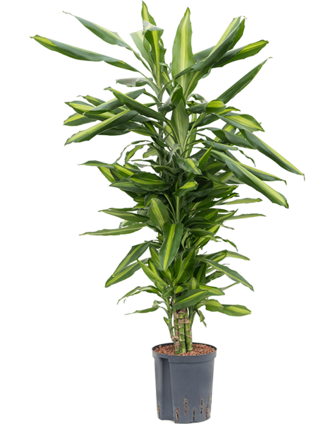 Hydroplant Dracaena