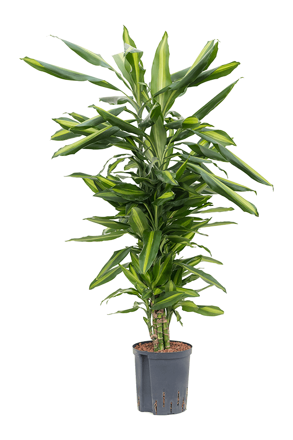 Hydroplant Dracaena Fragrans Cintho