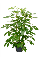 Hydroplant Szeflera Actinophylla Amate