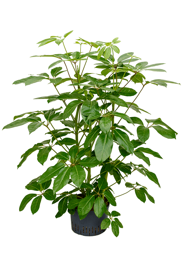 Hydroplant Szeflera Actinophylla Amate