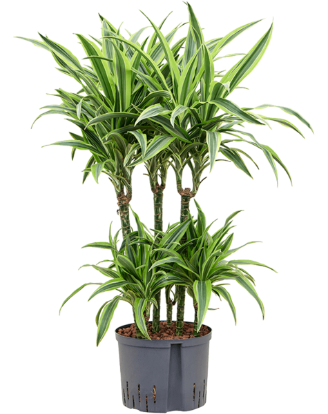 Hydroplant Dracaena