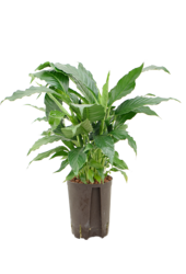 Hydroplant Spathiphyllum Hybriden