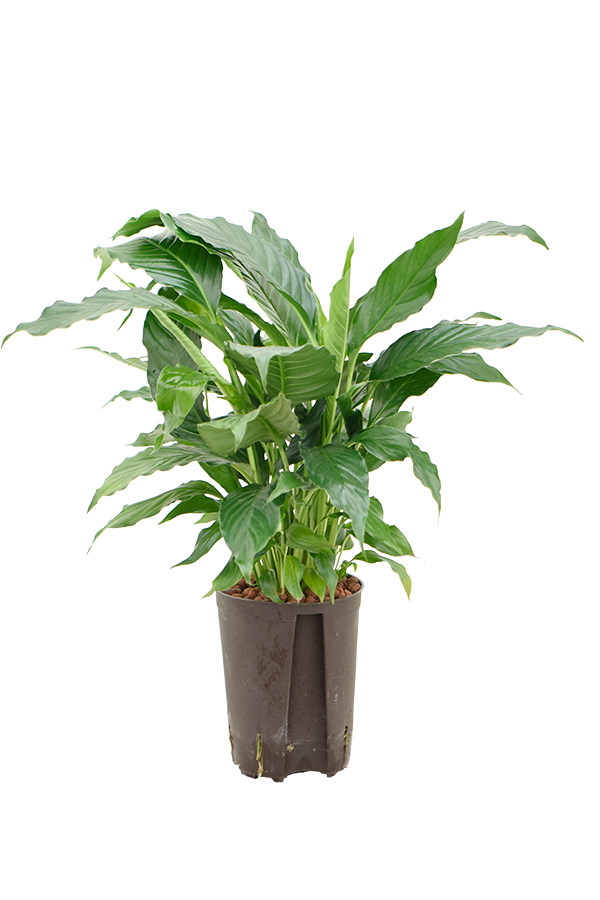 Hydroplant Spathiphyllum Hybriden