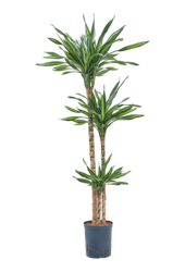 Hydroplant Dracena Fragrans Riki