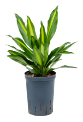 Hydroplant Dracena Fragrans Cintho