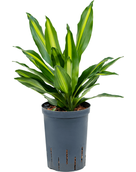 Hydroplant Dracena