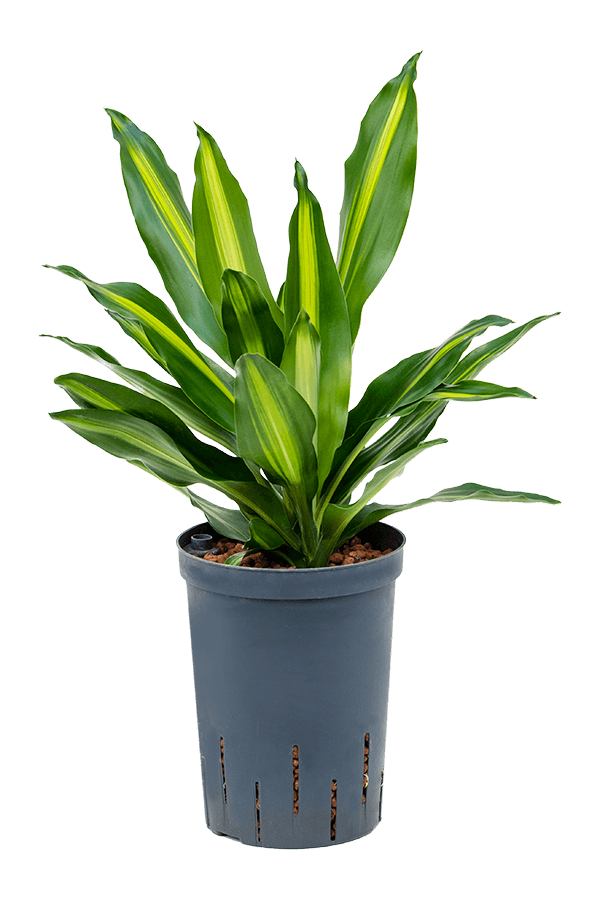Hydroplant Dracaena Fragrans Cintho