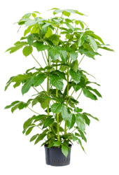 Hydroplant Szeflera Actinophylla Amate