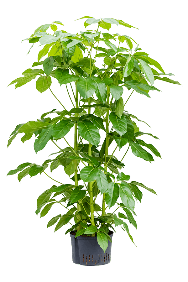 Hydroplant Szeflera Actinophylla Amate