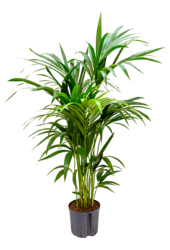 Hydroplant Kentia (Howea) Forsteriana