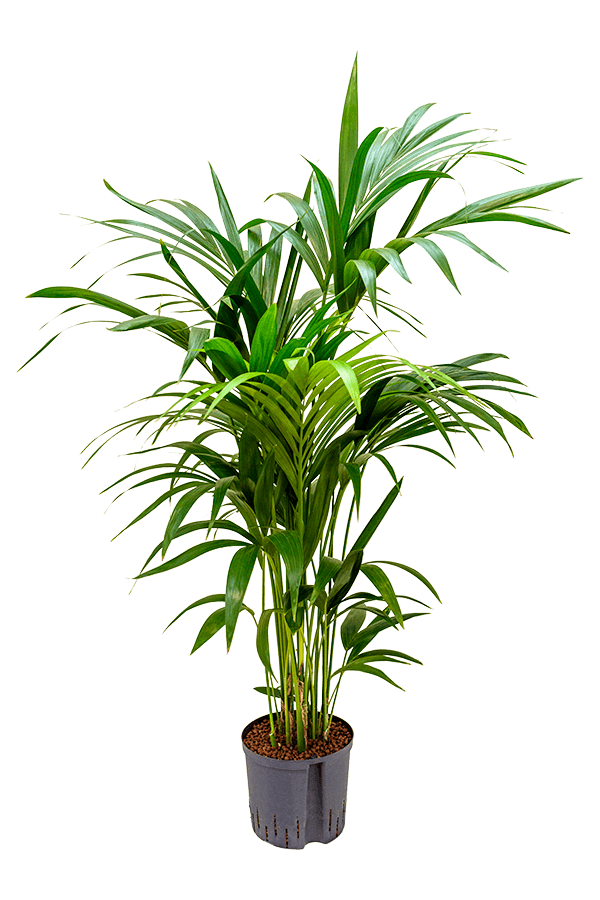 Hydroplant Kentia (Howea) Forsteriana