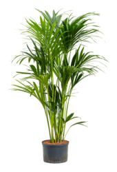 Hydro Roślina Kentia (Howea) Forsteriana