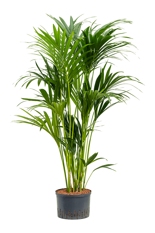 Hydroplant Kentia (Howea) Forsteriana