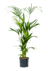 Hydroplant Kentia (Howea) Forsteriana