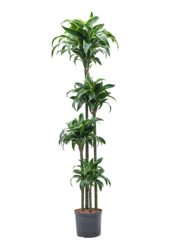 Hydroplant Dracaena Fragrans Dorado