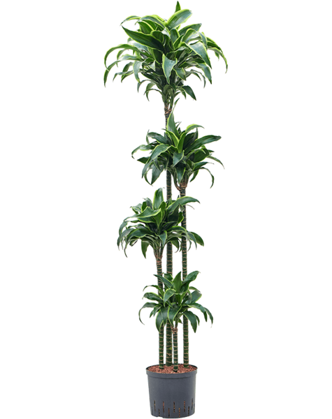Hydroplant Dracena