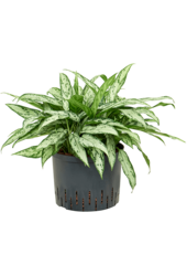 Hydroplant Aglaonema Silver Queen