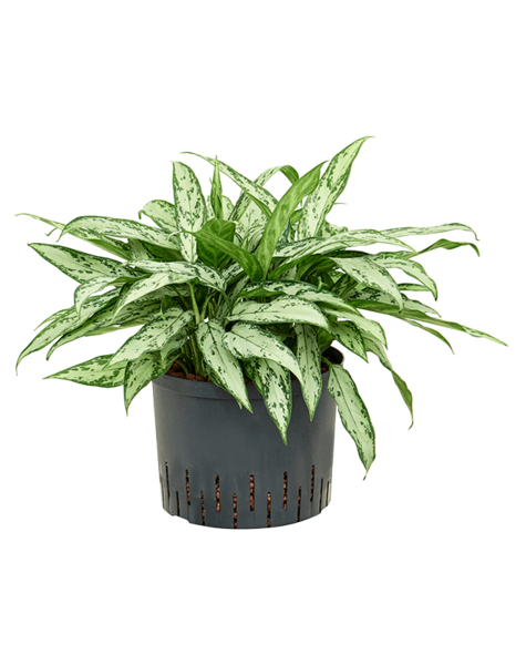 Hydroplant Aglaonema