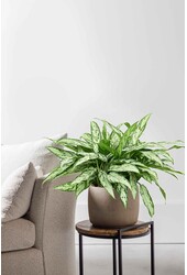 Hydroplant Aglaonema Silver Queen