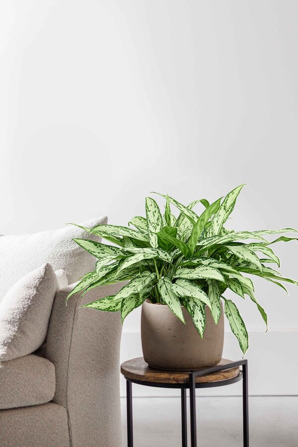 Hydroplant Aglaonema Silver Queen