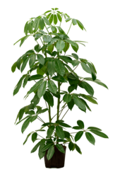 Hydroplant Szeflera Actinophylla Amate
