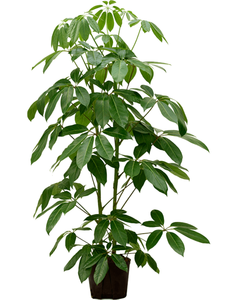 Hydroplant Szeflera