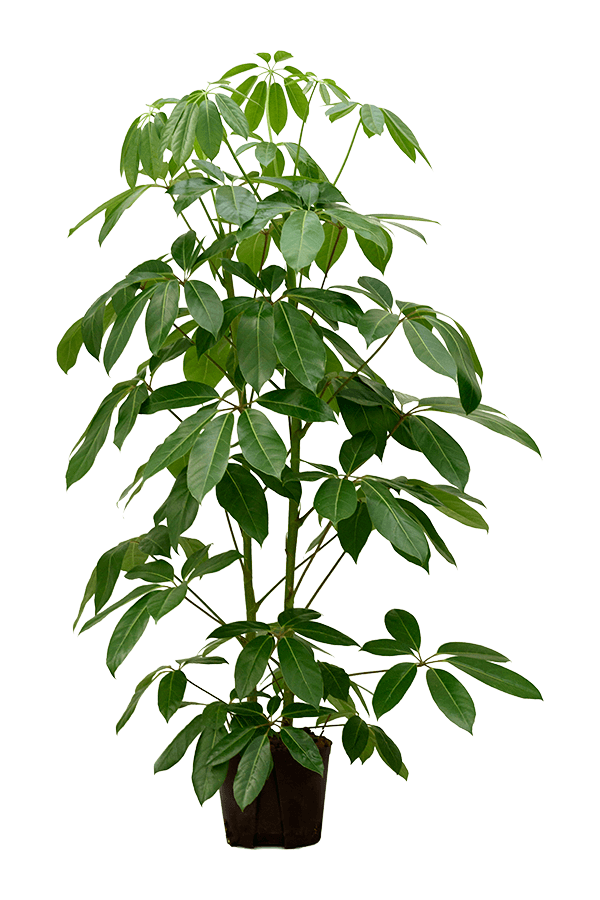 Hydroplant Szeflera Actinophylla Amate