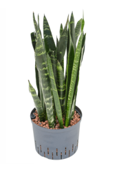 Hydroplant Sansevieria Trifasciata Black Coral