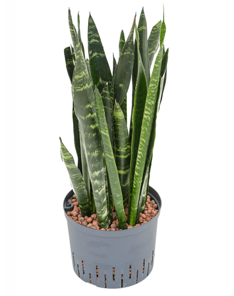 Hydroplant Sansevieria