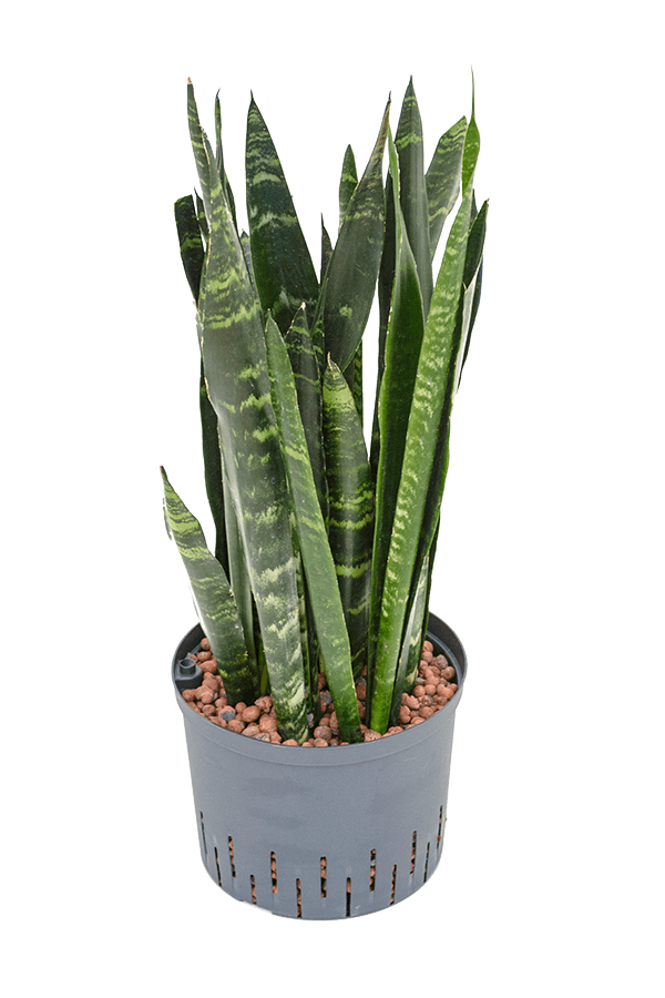 Hydroplant Sansevieria Trifasciata Black Coral