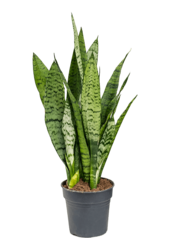 Sansewieria Zeylanica XS