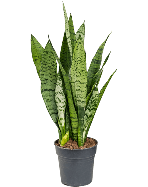Sansevieria