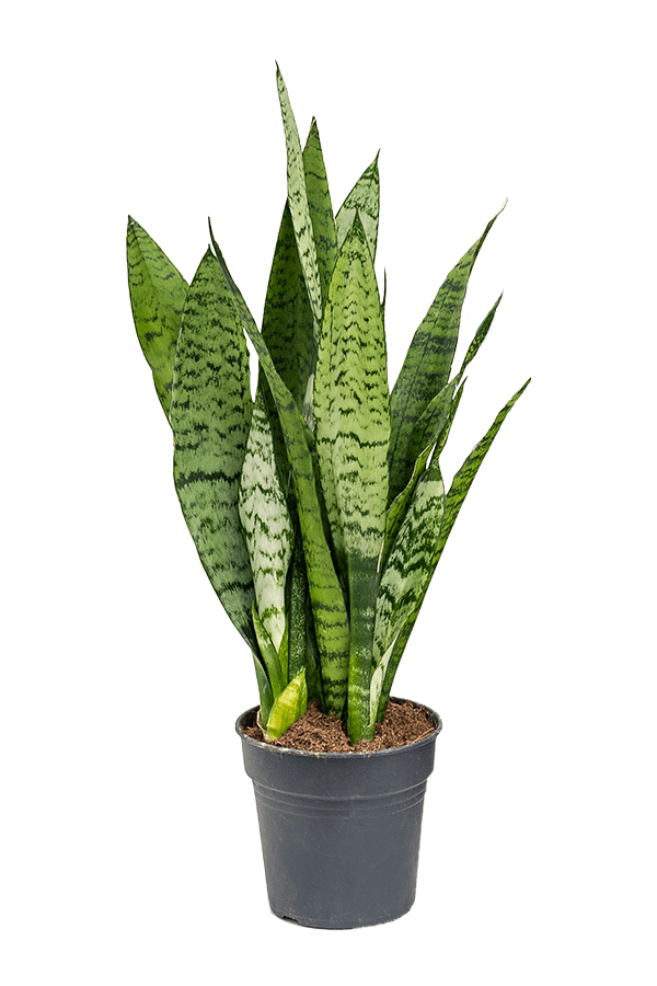 Sansevieria Zeylanica XS