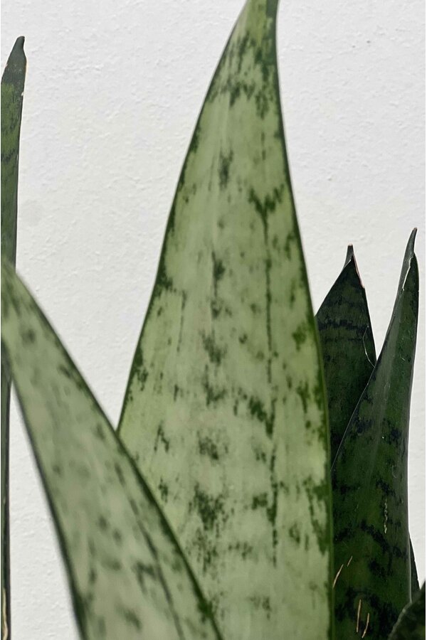 Sansevieria Zeylanica XS