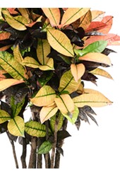 Kroton Trójskrzyn pstry Iceton L