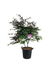 Klon Acer Atropurpureum