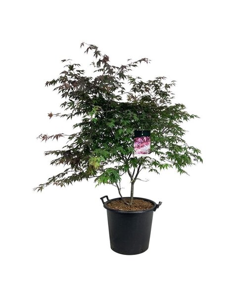 Acer