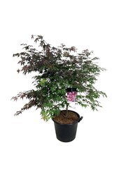 Klon Acer Atropurpureum