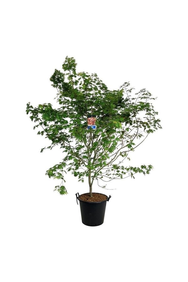 Klon Acer North Wind ®