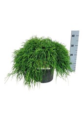 Chamaecyparis Sungold