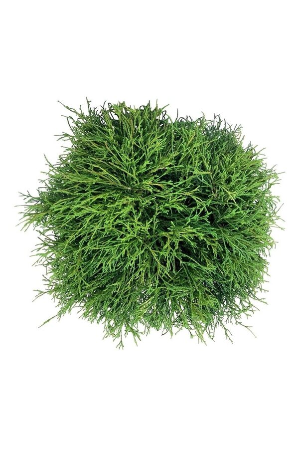 Chamaecyparis Sungold