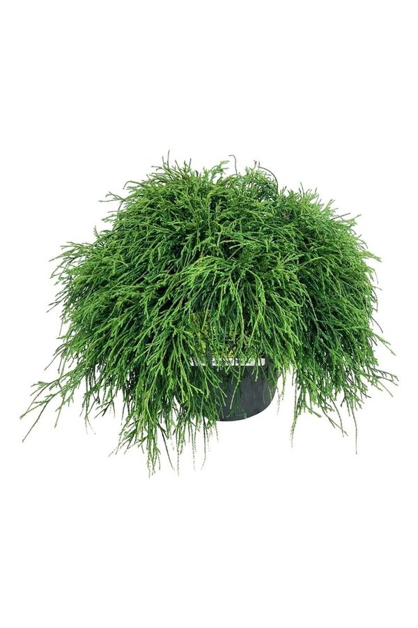 Chamaecyparis Sungold