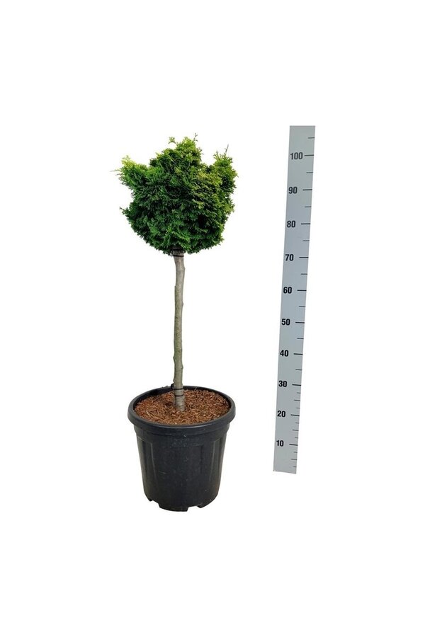 Chamaecyparis Nana Aurea