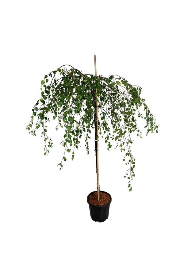 Brzoza Betula utilis Youngii