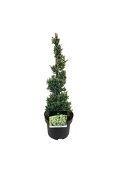 Cyprys Juniperus Holger