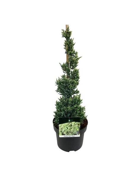 Juniperus