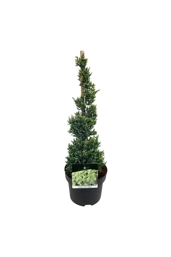 Cyprys Juniperus Holger