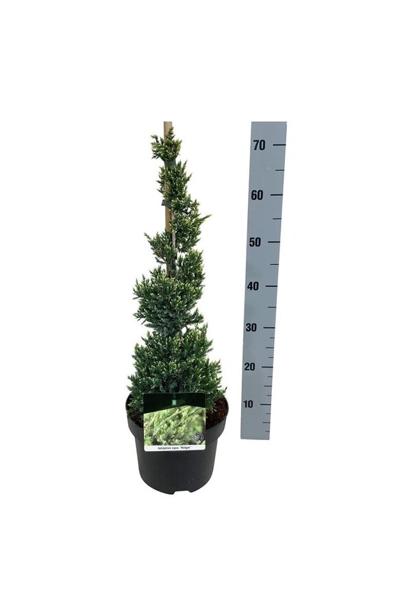 Cyprys Juniperus Holger