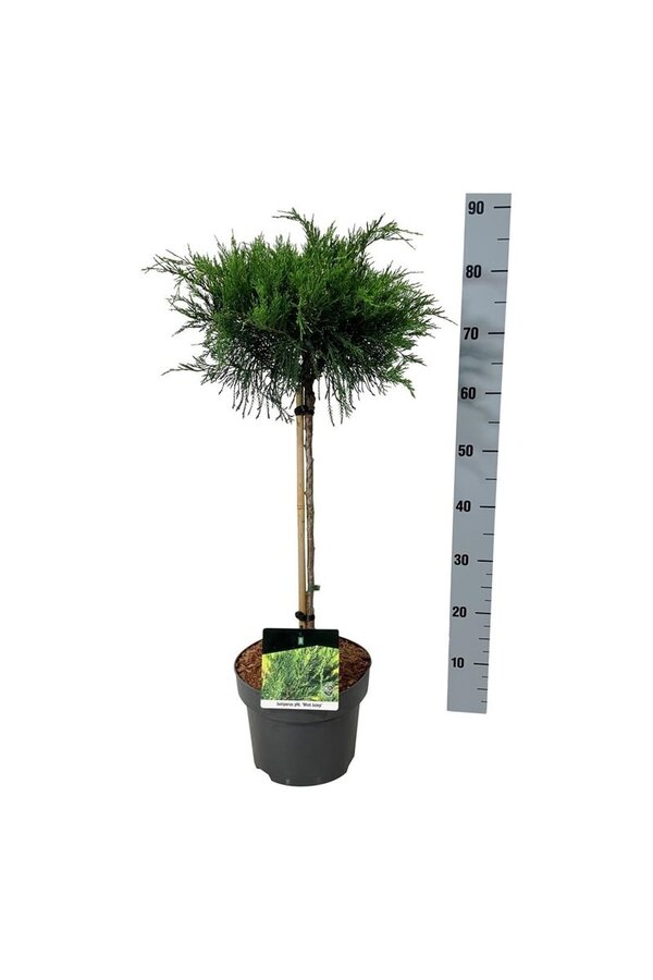 Cyprys Jałowiec Mięta Julep