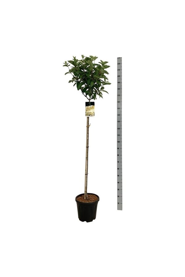 Hortensja Hydrangea Candlelight